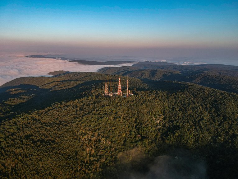 violet signal crest 221