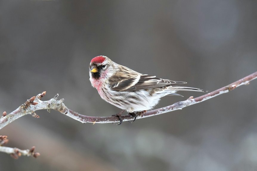 optimist india call guide